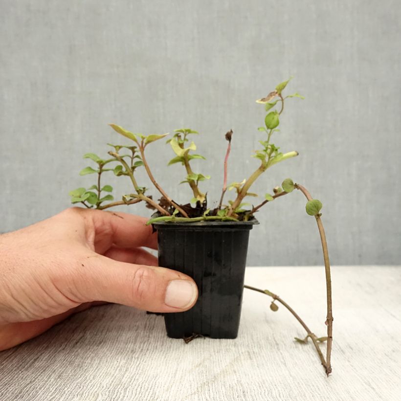 Spécimen de Menthe Bergamote BIO - Mentha citrata Bergamote Godet de 8/9 cm tel que livré en automne