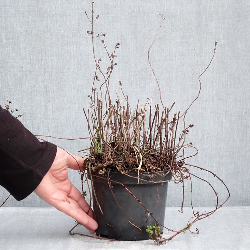 Spécimen de Menthe Bergamote BIO - Mentha citrata Bergamote Pot de 2L/3L tel que livré en hiver