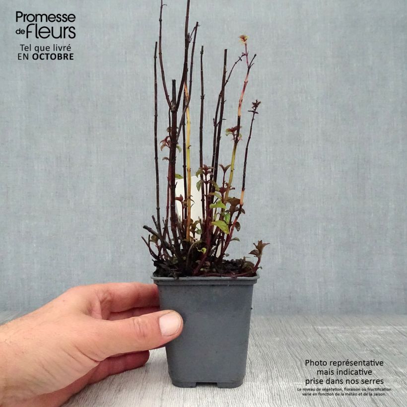 Spécimen de Menthe Bergamote - Mentha citrata Bergamote Godet de 8/9 cm tel que livré en automne