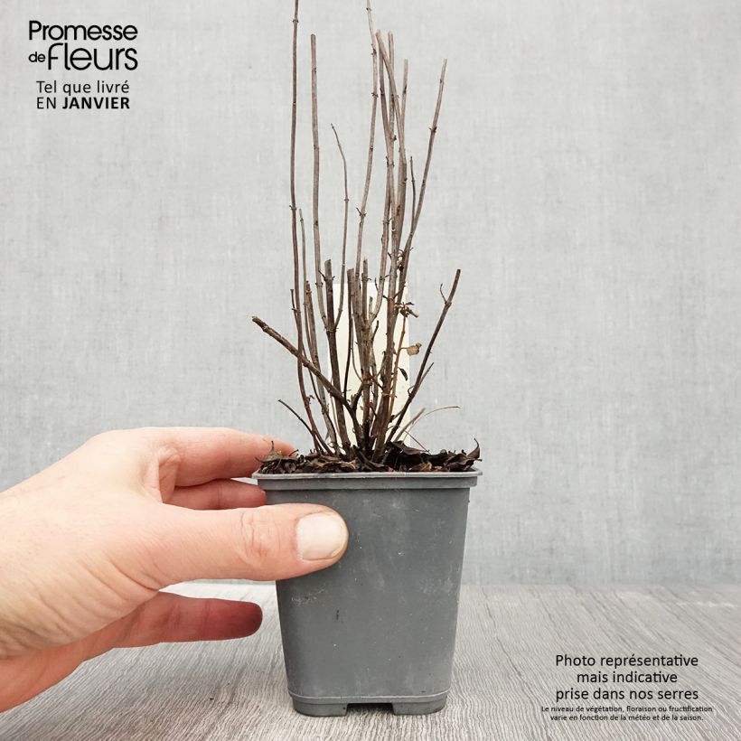 Spécimen de Menthe Bergamote - Mentha citrata Bergamote Godet de 8/9 cm tel que livré en hiver