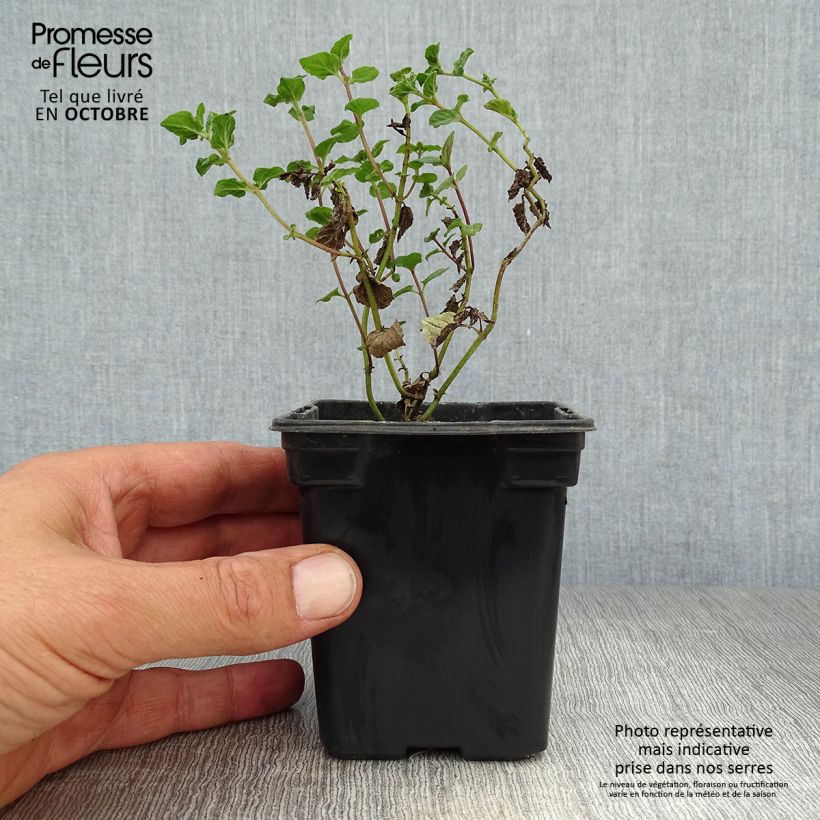 Spécimen de Menthe Blanche BIO - Mentha piperata officinalis 'Alba' Godet de 8/9 cm tel que livré en automne