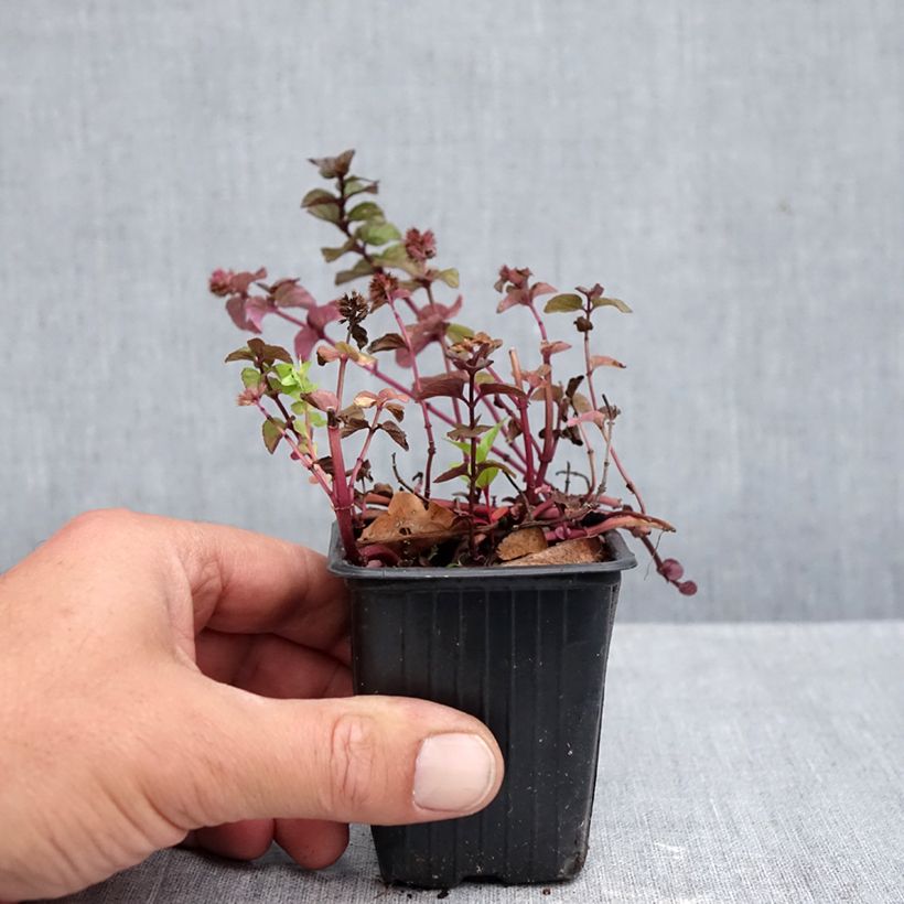 Spécimen de Menthe Chartreuse BIO - Mentha piperita Chartreuse Godet de 8/9 cm tel que livré en automne