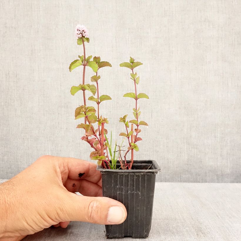 Spécimen de Menthe Chartreuse BIO - Mentha piperita Chartreuse Godet de 8/9 cm tel que livré en été