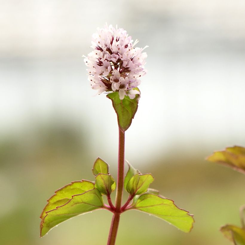 Menthe Chartreuse BIO - Mentha piperita Chartreuse (Floraison)
