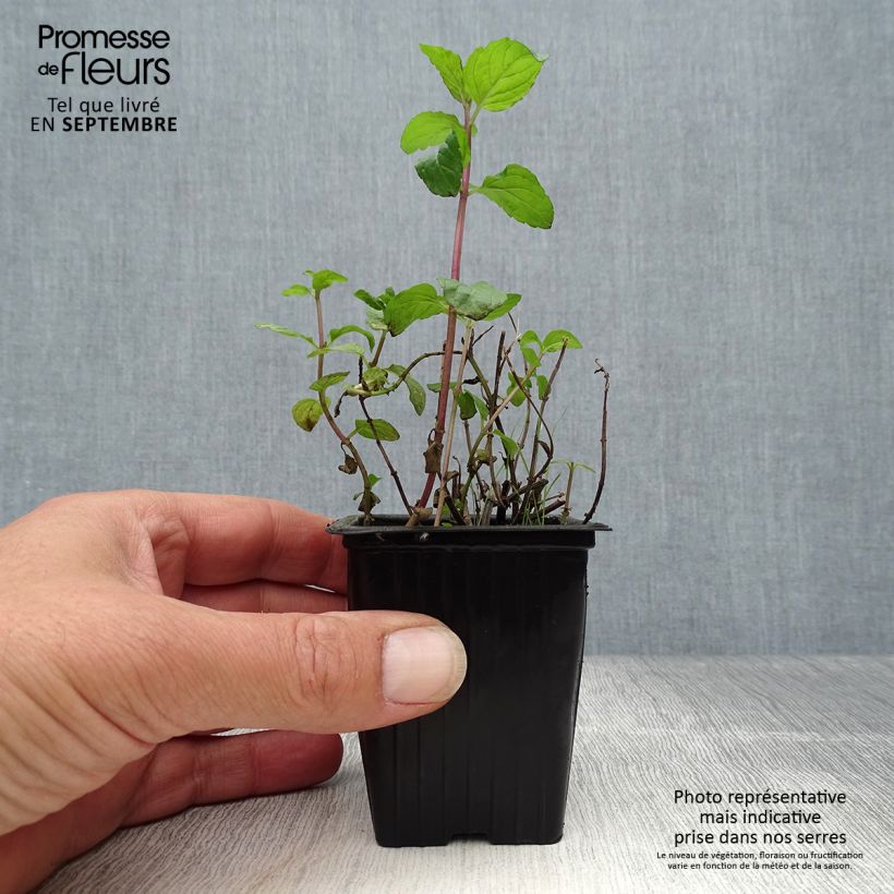 Spécimen de Menthe chocolat - Mentha x piperita schocominze Godet de 8/9 cm tel que livré en automne