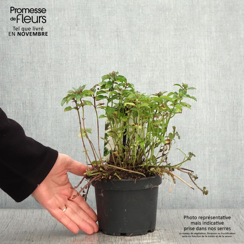 Spécimen de Menthe chocolat - Mentha x piperita schocominze Pot de 1,5L/2L tel que livré en automne