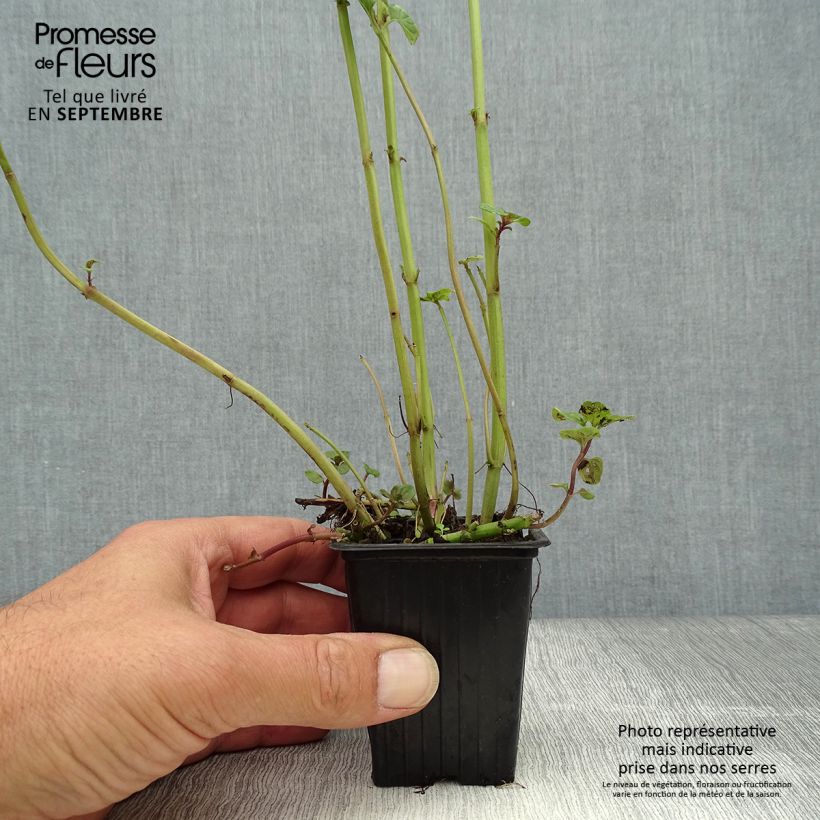 Spécimen de Menthe Citron - Mentha citrata Godet de 8/9 cm tel que livré en automne