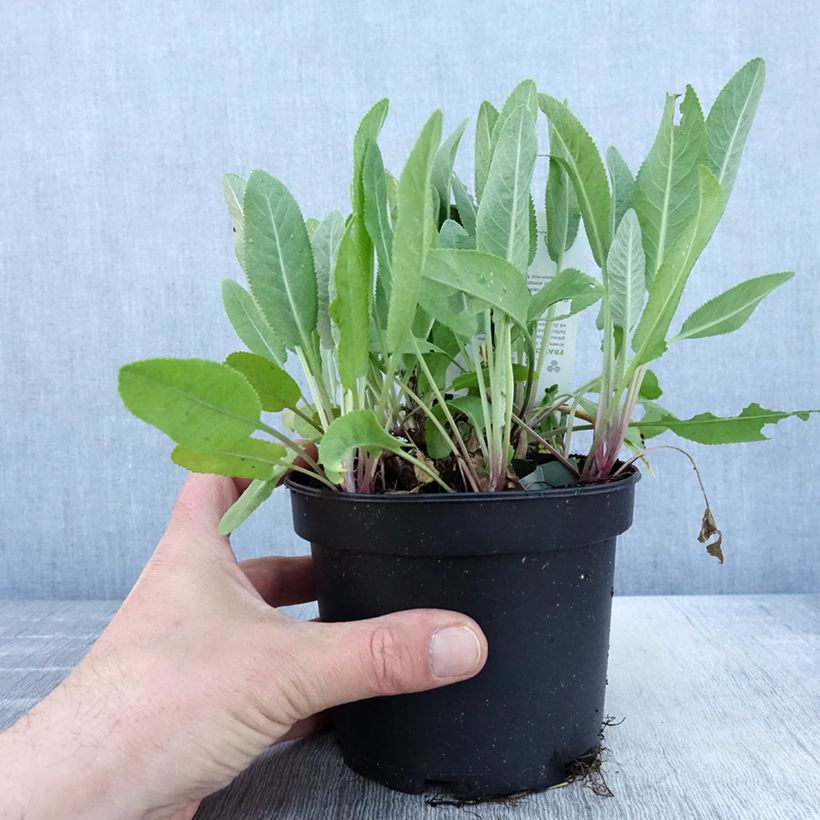 Spécimen de Menthe Coq - Tanacetum balsamita Pot de 1,5L/2L tel que livré au printemps