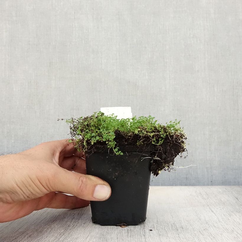 Spécimen de Menthe de Corse - Mentha requienii Godet de 8/9 cm tel que livré en automne