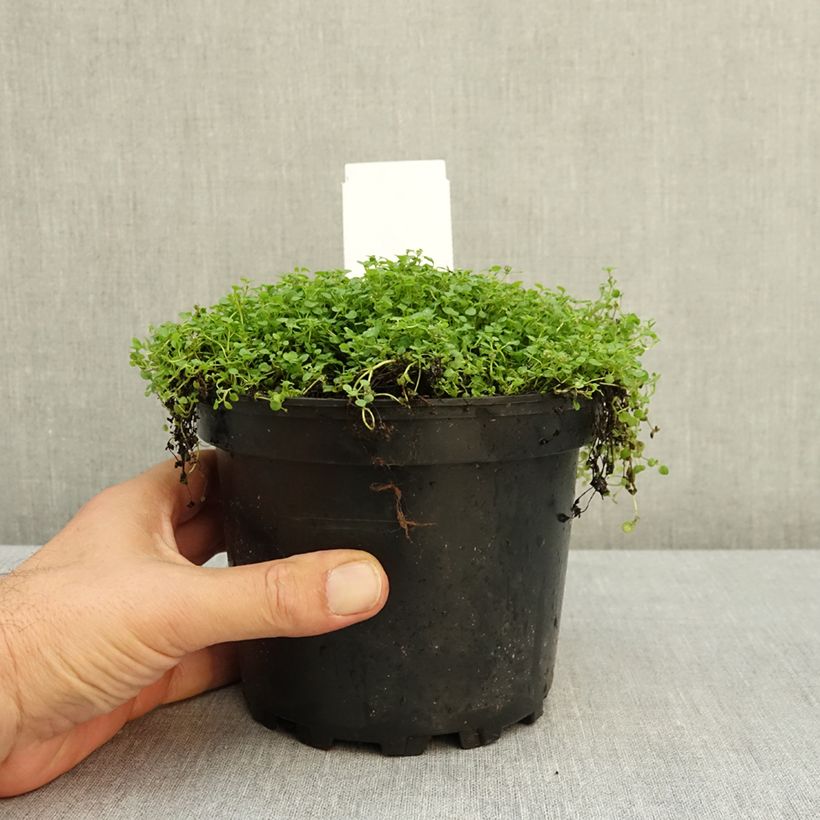 Spécimen de Menthe de Corse - Mentha requienii Pot de 2L/3L tel que livré en été