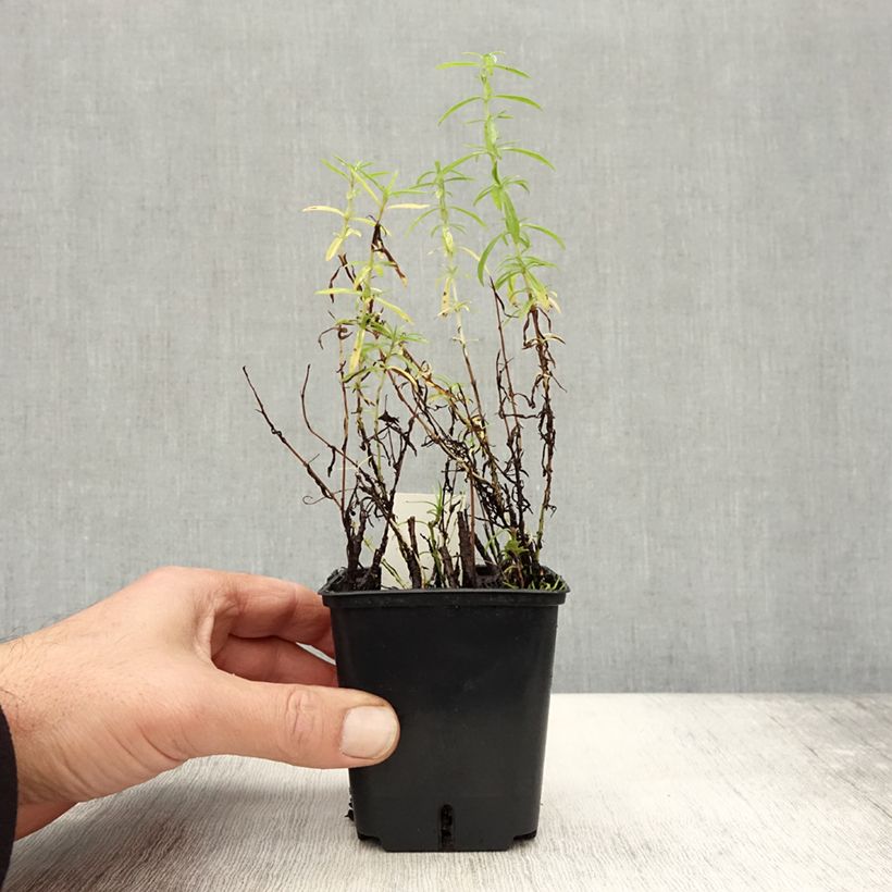 Spécimen de Menthe des Cerfs - Mentha cervina Godet de 8/9 cm tel que livré en automne