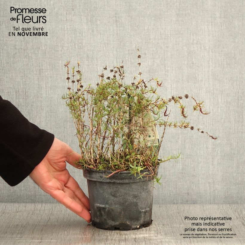 Spécimen de Menthe des Cerfs - Mentha cervina Pot de 1,5L/2L tel que livré en automne