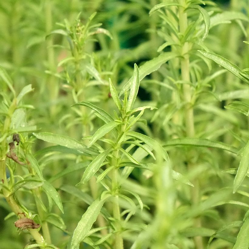 Menthe des cerfs - Mentha ou Preslia cervina Alba (Feuillage)