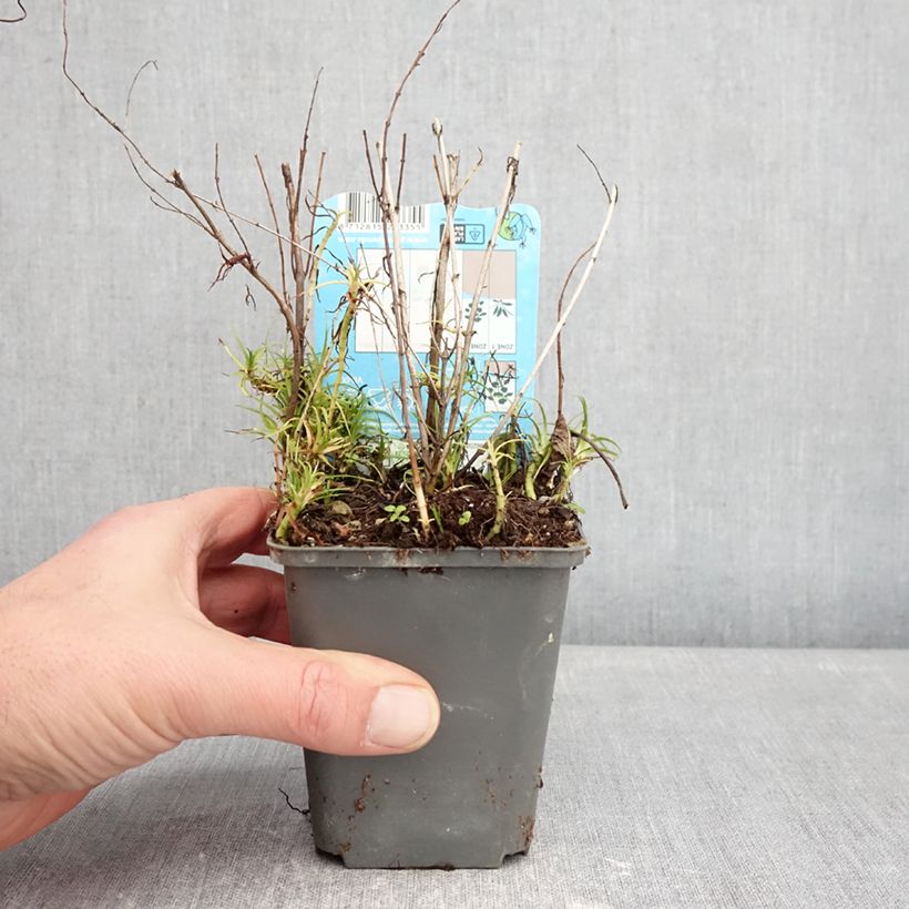 Spécimen de Menthe des cerfs - Mentha ou Preslia cervina Alba Godet de 8/9 cm tel que livré en hiver