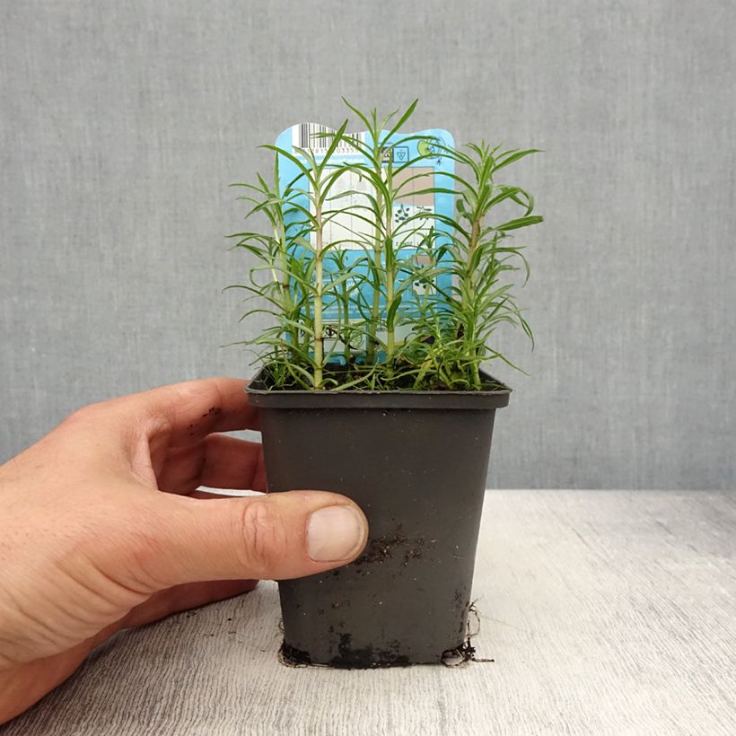 Spécimen de Menthe des cerfs - Mentha ou Preslia cervina Alba Godet de 8/9 cm tel que livré au printemps