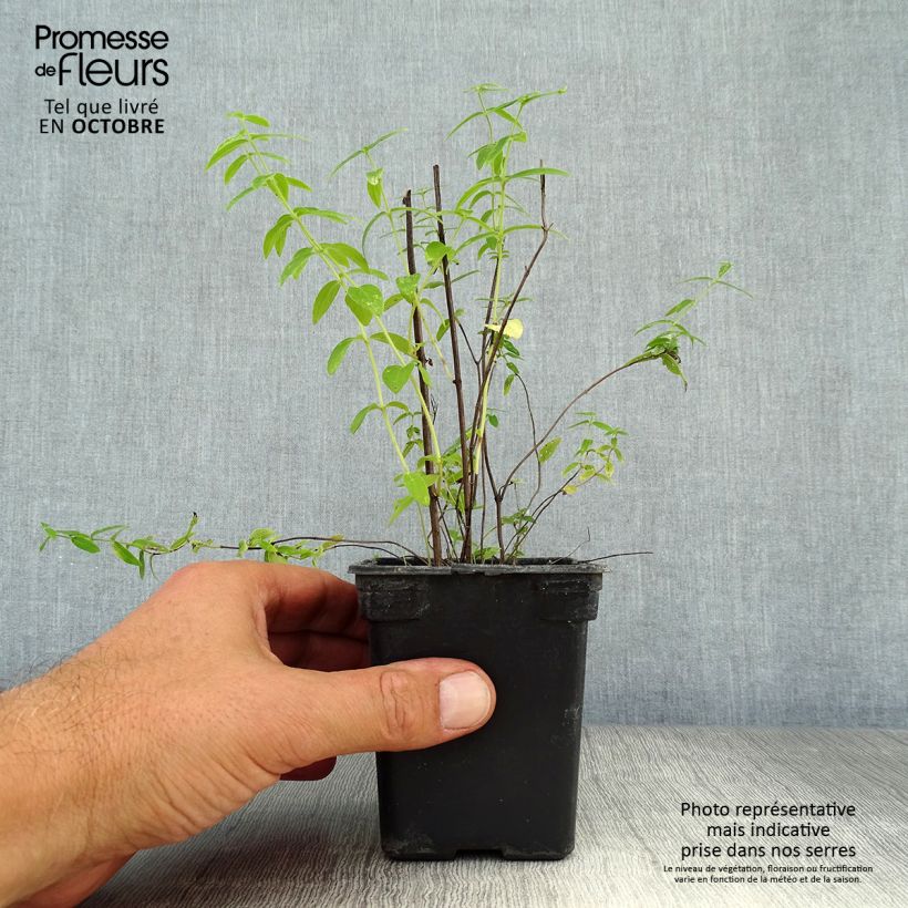 Spécimen de Menthe des montagnes d'Amérique - Pycnanthemum pilosum Godet de 8/9 cm tel que livré en automne