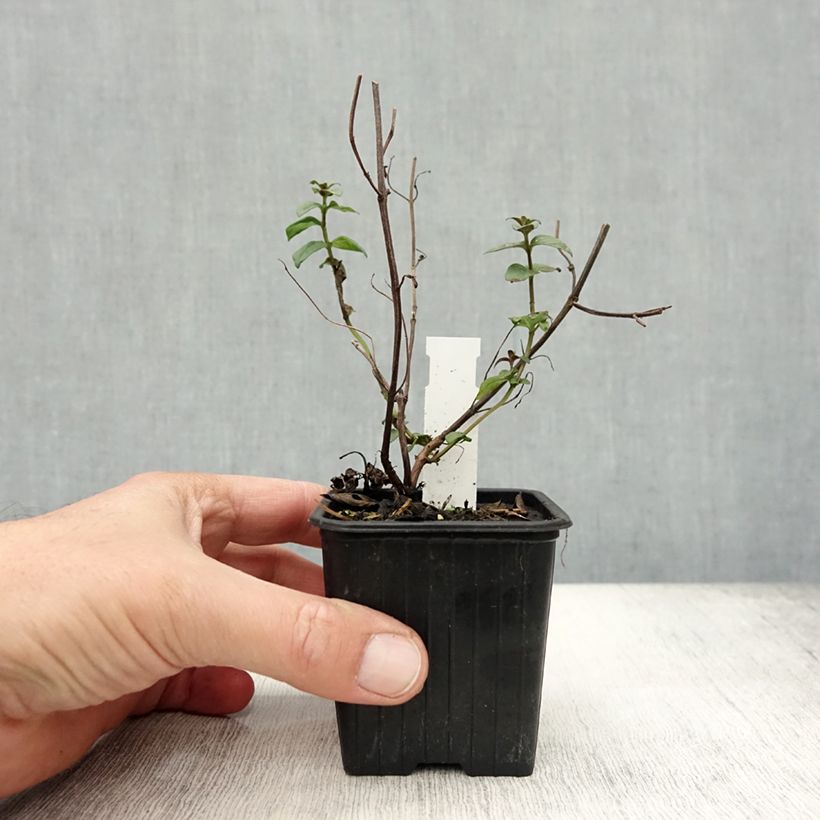 Spécimen de Menthe des montagnes - Pycnanthemum muticum Godet de 8/9 cm tel que livré en automne