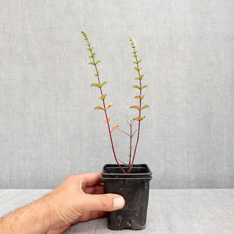 Spécimen de Menthe espagnole en plants BIO Godet de 8/9 cm tel que livré en automne