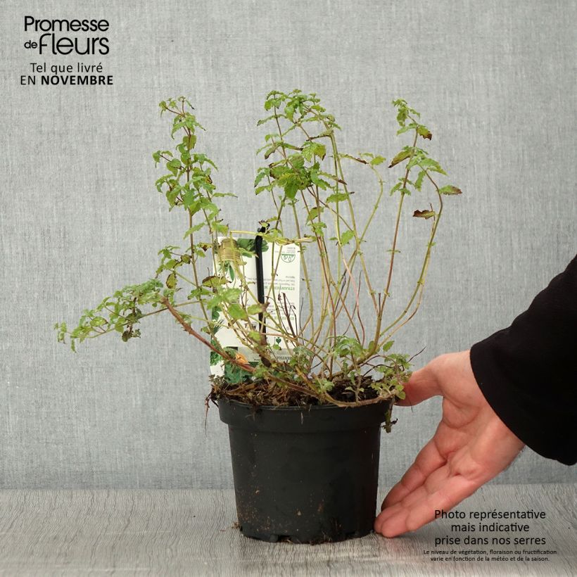 Spécimen de Menthe Fraise - Mentha spicata Strawberry  Pot de 1,5L/2L tel que livré en automne
