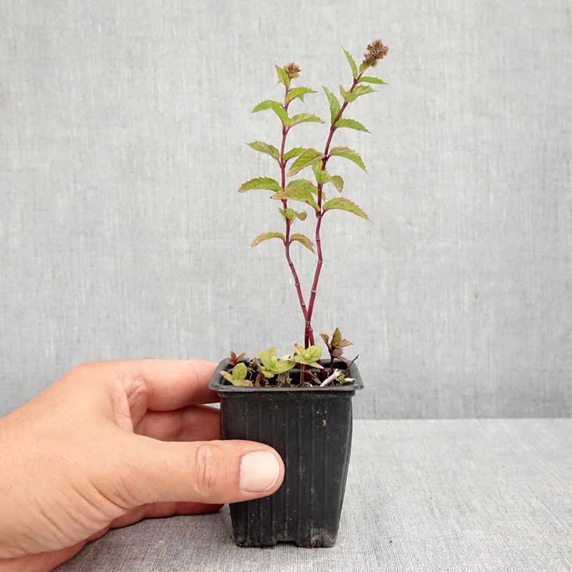 Spécimen de Menthe frisée ou crépue BIO - Mentha spicata Crispa Godet de 8/9 cm tel que livré en automne