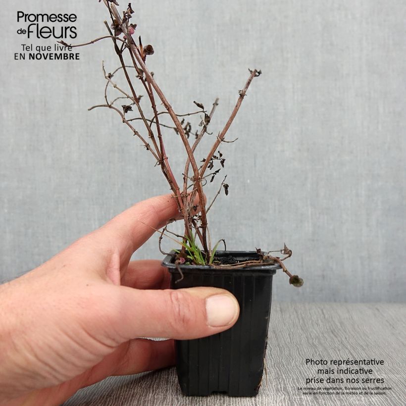 Spécimen de Menthe Goût d'Orange BIO - Mentha citrata Goût d'Orange Godet de 8/9 cm tel que livré en automne