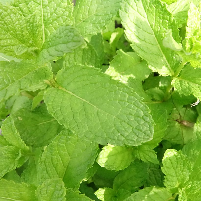 Menthe marocaine en plant BIO (Feuillage)