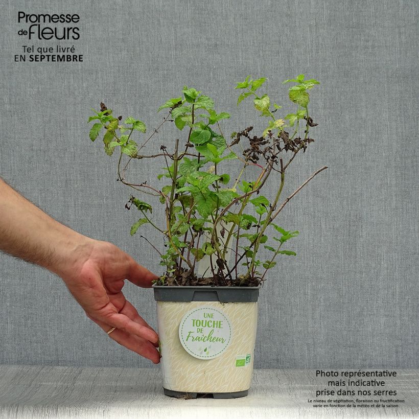 Spécimen de Menthe marocaine en plant BIO Pot de 1L/1,5L tel que livré en automne