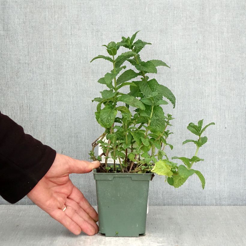 Spécimen de Menthe marocaine - Mentha spicata Nannah Pot de 1L/1,5L tel que livré au printemps