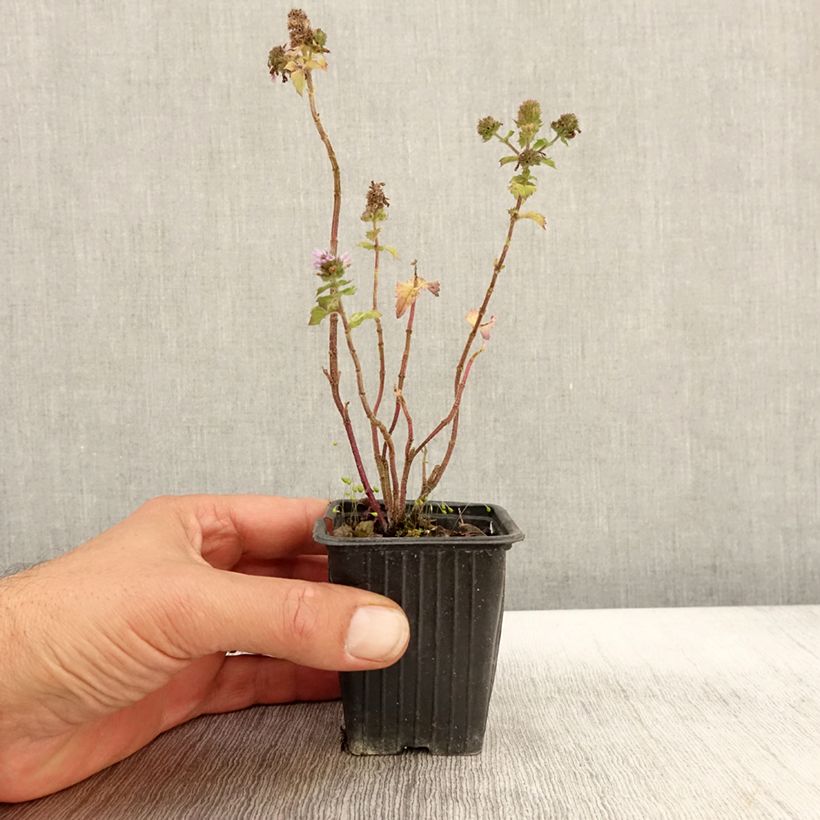 Spécimen de Menthe Pamplemousse BIO - Mentha citrata Grapefruit  Godet de 7/8 cm tel que livré en automne