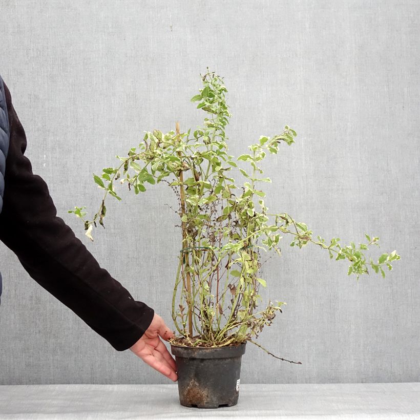 Spécimen de Menthe panachée - Mentha suaveolens Variegata Pot de 2L/3L tel que livré en hiver