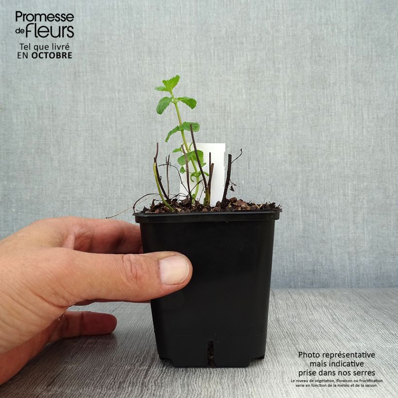 Spécimen de Menthe poivrée - Mentha piperita Godet de 8/9 cm tel que livré en automne
