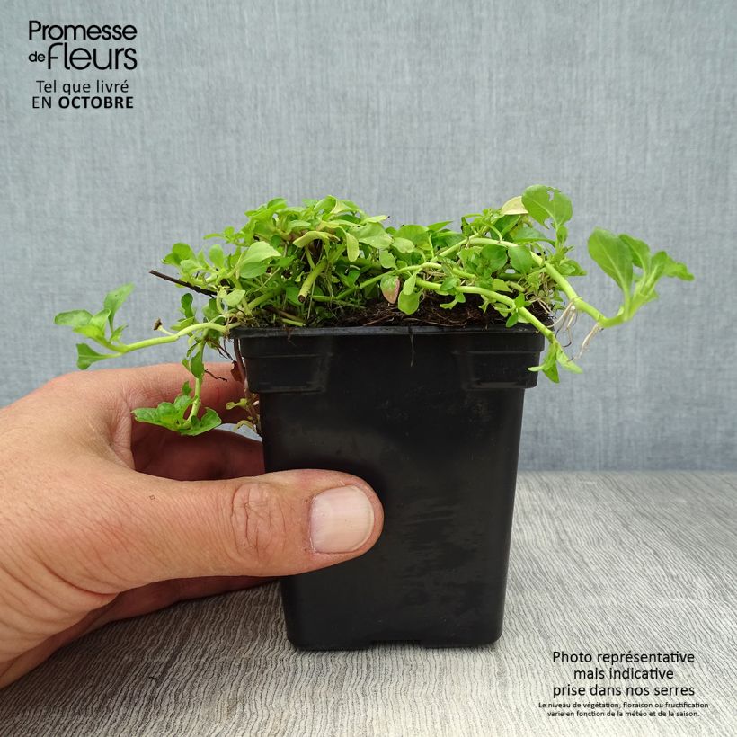 Spécimen de Menthe Pouliot - Mentha pulegium Godet de 8/9 cm tel que livré en automne