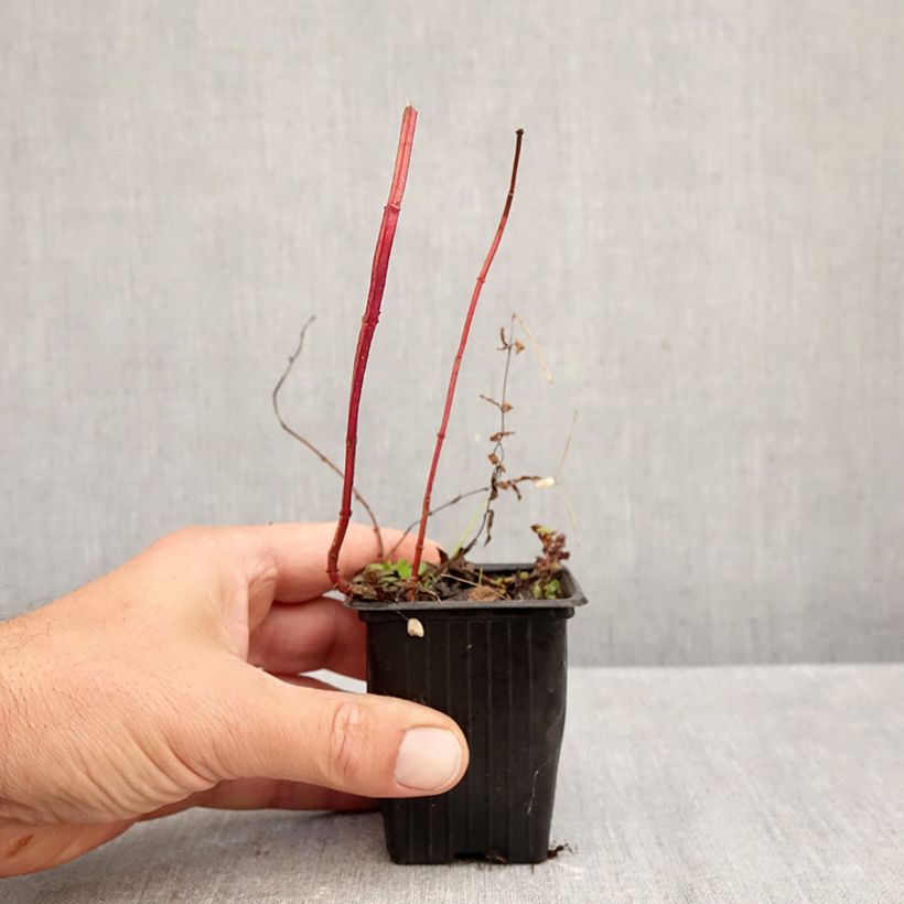 Spécimen de Menthe Romana Rossa BIO - Mentha piperita Godet de 8/9 cm tel que livré en automne