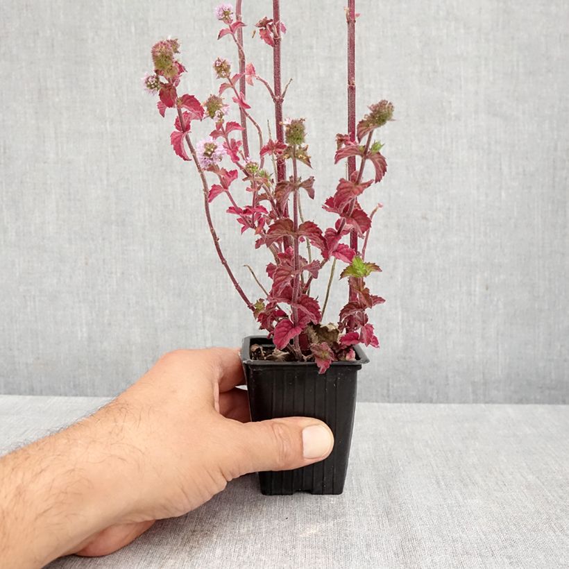 Spécimen de Menthe suave BIO - Mentha suaveolens Godet de 8/9 cm tel que livré en automne