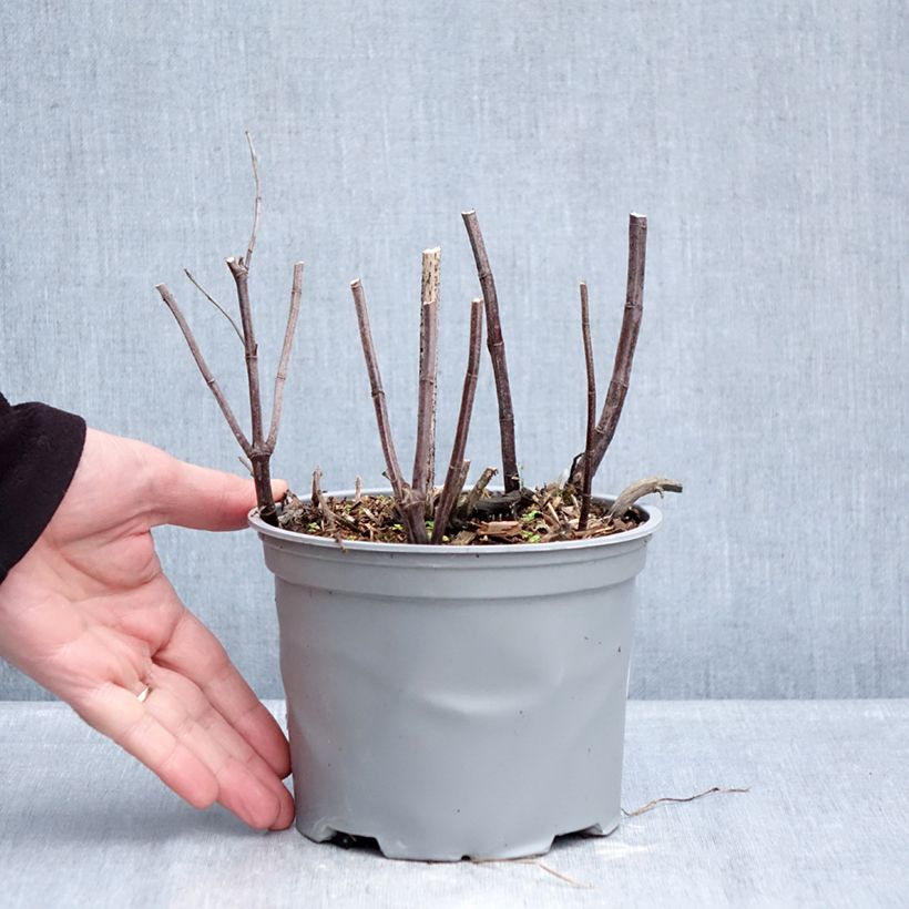 Spécimen de Menthe suave BIO - Mentha suaveolens Pot de 2L/3L tel que livré en hiver