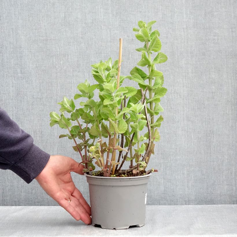 Spécimen de Menthe suave BIO - Mentha suaveolens Pot de 2L/3L tel que livré au printemps