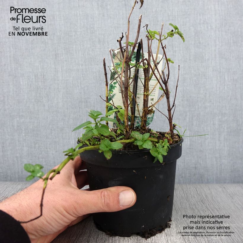 Spécimen de Menthe suisse - Mentha x piperita Swiss Pot de 1,5L/2L tel que livré en automne