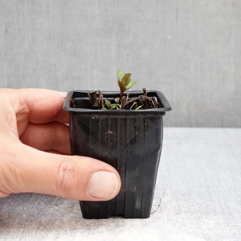 Spécimen de Menthe suriso BIO Godet de 8/9 cm tel que livré au printemps