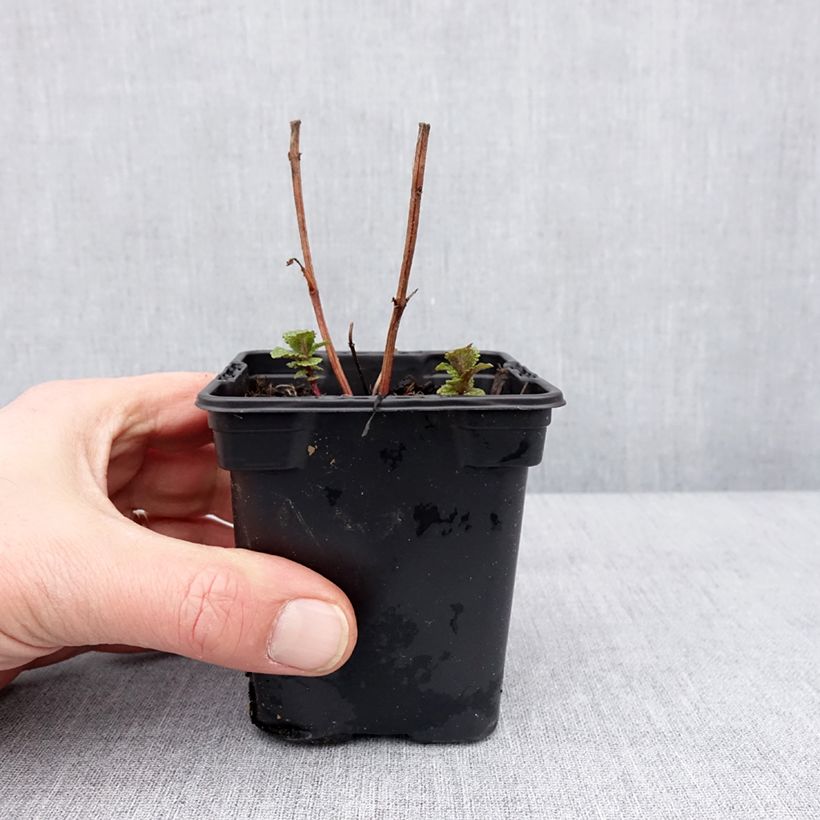 Spécimen de Menthe Tashkent - Mentha spicata BIO Godet de 8/9 cm tel que livré en hiver