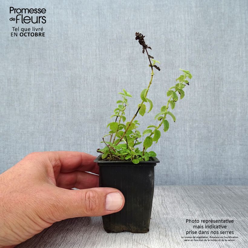 Spécimen de Menthe tomentosa BIO Godet de 8/9 cm tel que livré en automne