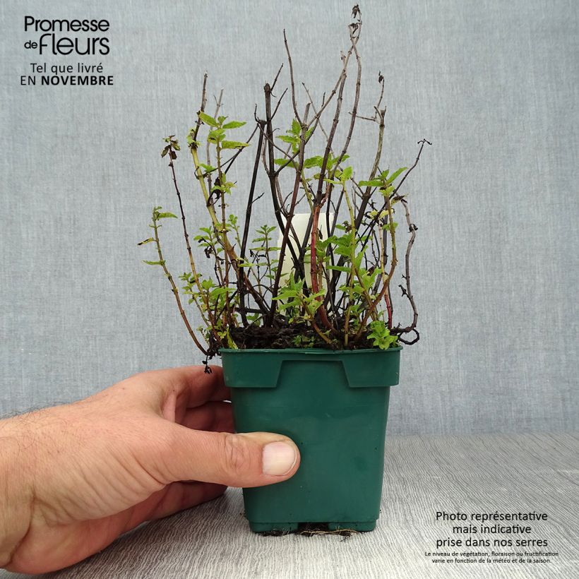 Spécimen de Menthe verte Hollywood - Mentha spicata Pot de 10 cm/11cm tel que livré en automne