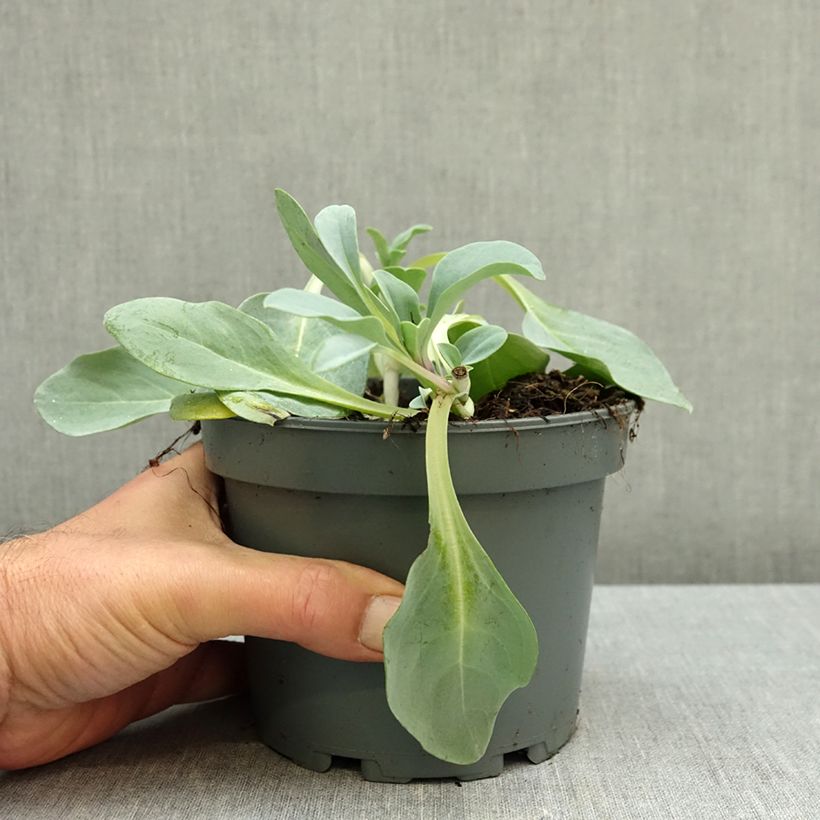 Spécimen de Mertensia maritima - Huître végétale   Pot de 1L/1,5L tel que livré en automne