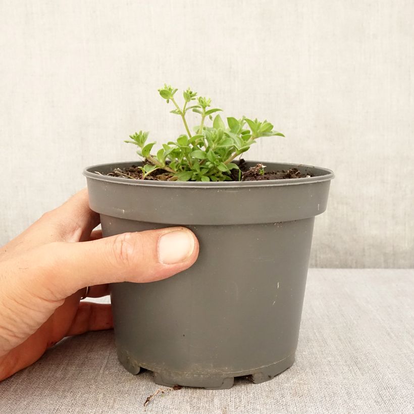 Spécimen de Mertensia maritima - Huître végétale   Pot de 1L/1,5L tel que livré en été