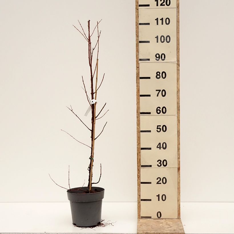 Spécimen de Metasequoia glyptostroboides Amber Glow Pot de 4L/5L tel que livré en hiver