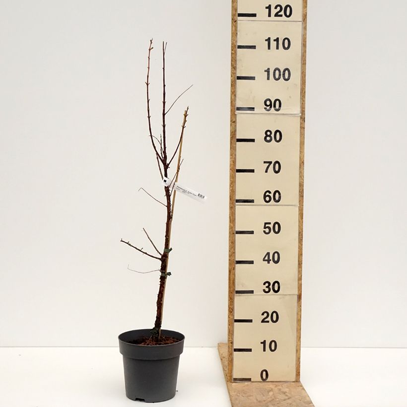 Spécimen de Metasequoia glyptostroboides Amber Glow Pot de 4L/5L tel que livré au printemps