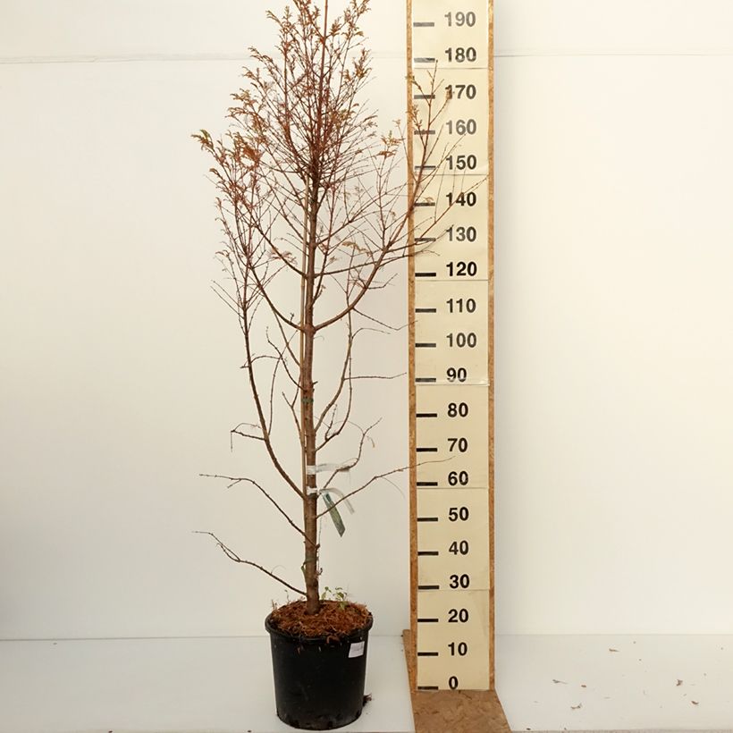 Spécimen de Metasequoia glyptostroboides Chubby Pot de 12L/15L tel que livré en automne