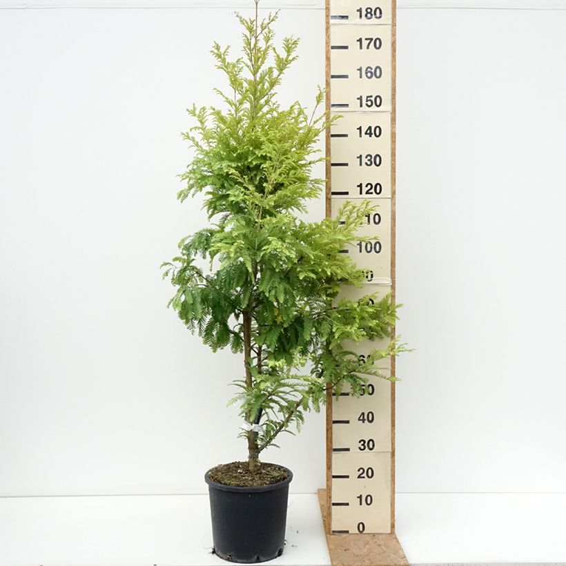 Spécimen de Metasequoia glyptostroboides Chubby Pot de 12L/15L tel que livré en été