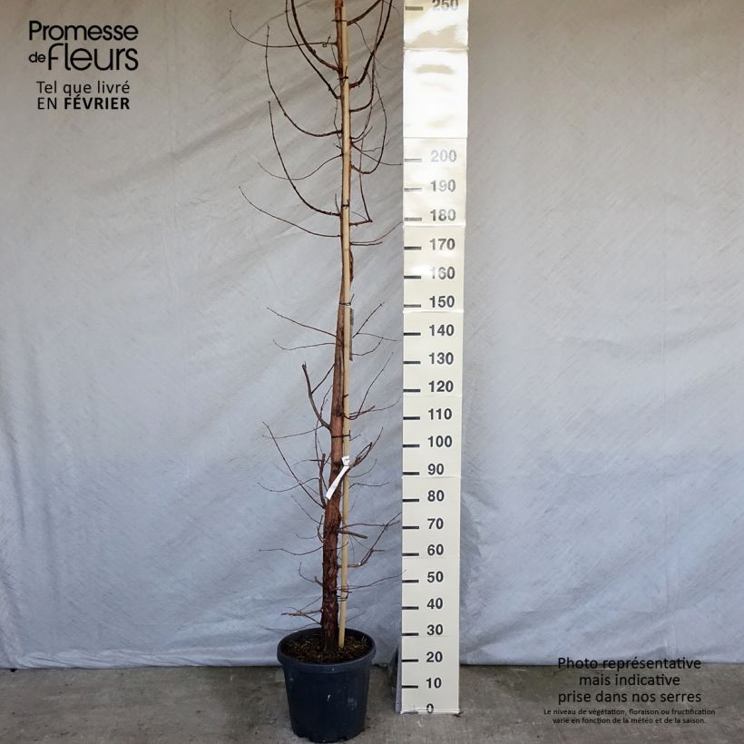 Spécimen de Metasequoia glyptostroboides Pot de 18L/20L tel que livré en hiver