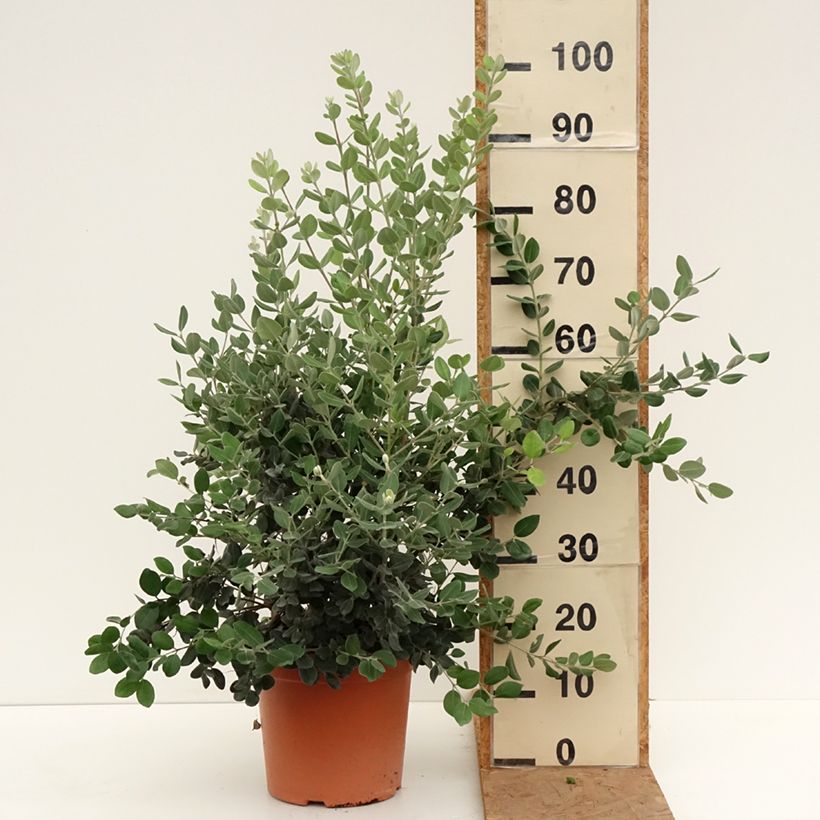 Spécimen de Metrosideros excelsa - Arbre de Noël de Nouvelle-Zélande Pot de 7,5L/10L tel que livré en automne