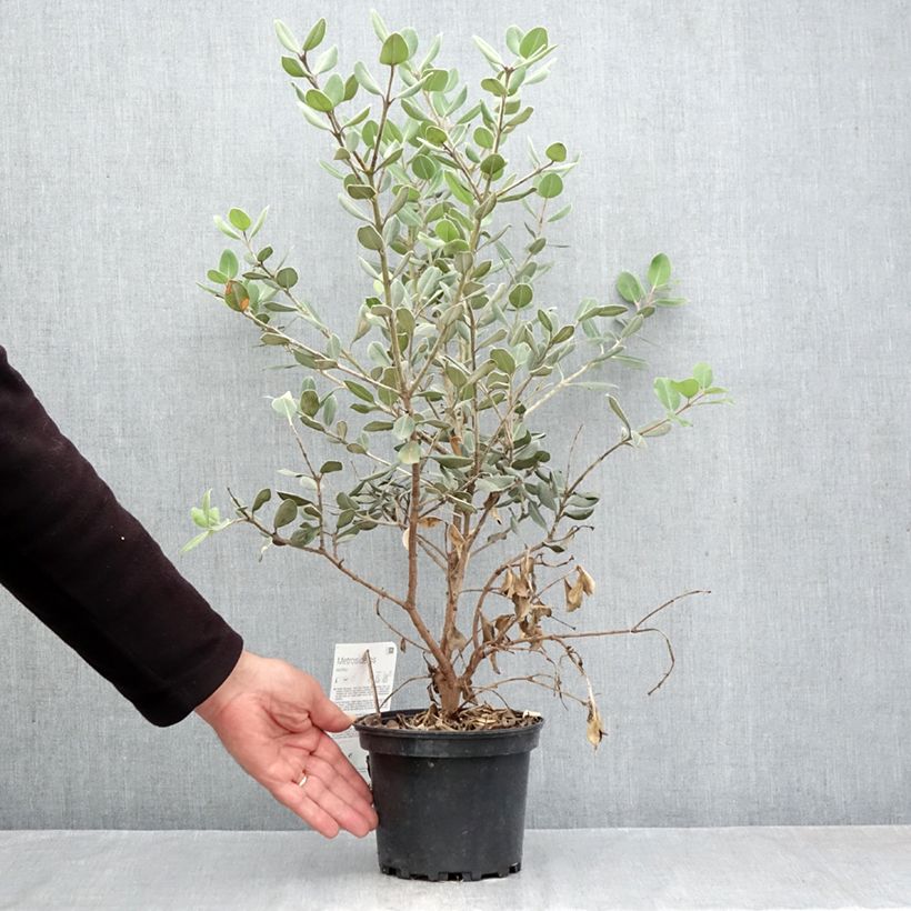 Spécimen de Metrosideros excelsa Aurea - Arbre de Noël de Nouvelle-Zélande Pot de 2L/3L tel que livré en automne